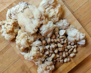 A display of foraged mushrooms