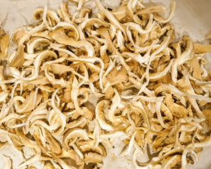 Oyster Mushrooms