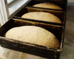 Honey Wheat Bread