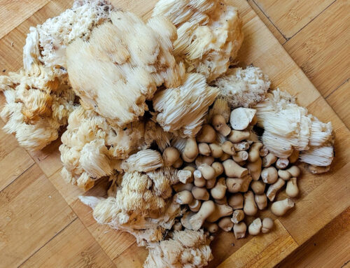 Mushroom Foraging in Vermont with August First Bakery