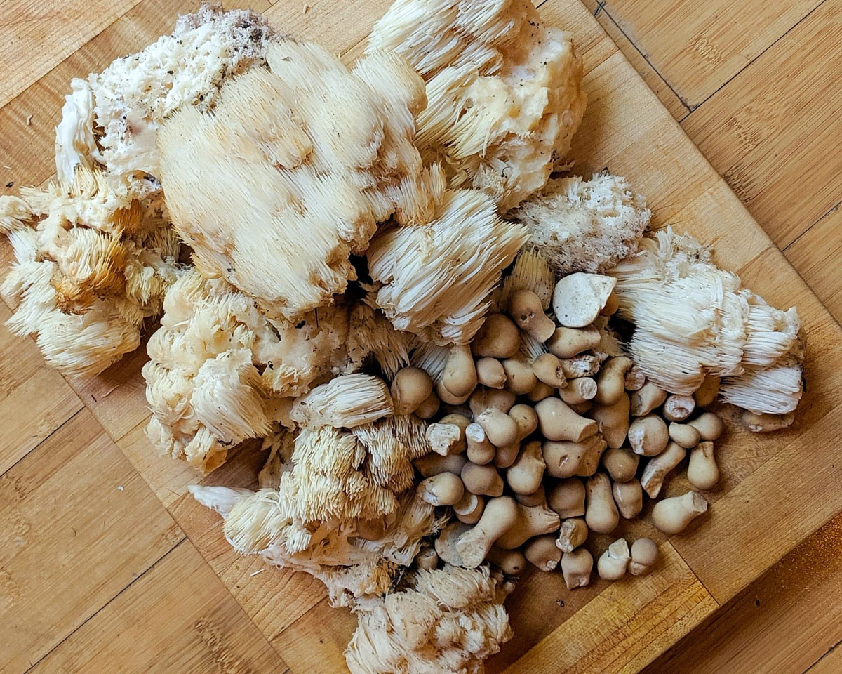 Forage Mushrooms